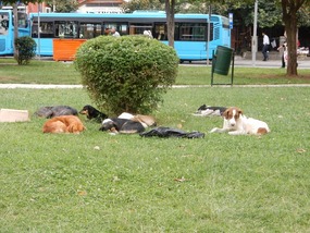 Stray Dogs