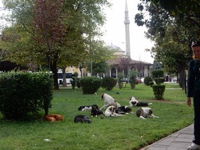 Stray Dogs