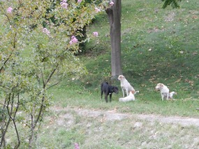 Stray Dogs