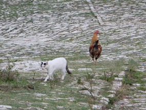 Rooster and Cat
