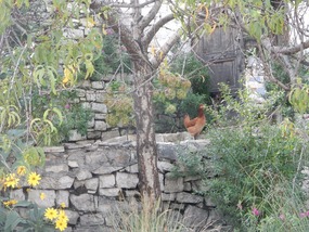 Rooster