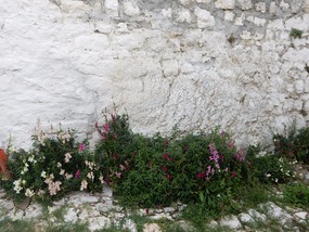 Wall