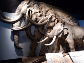 Mammoth Sizes