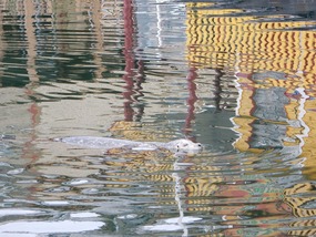 Seal in Reflection