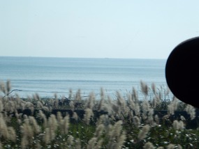 Sea Bushes