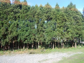 Trees