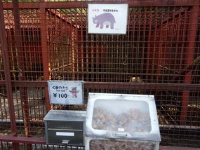 Bear Food