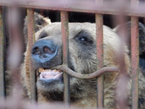 Bear Teeth