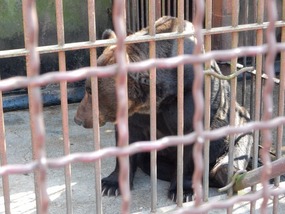 Bear