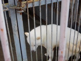 Dog Cage