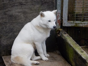 Sitting Dog