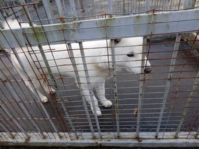 White Dog