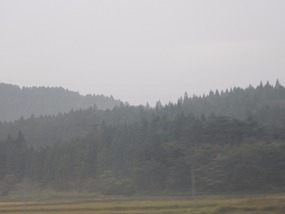 Dense Forestation