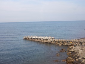 Seagulls