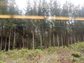 Tall Treas
