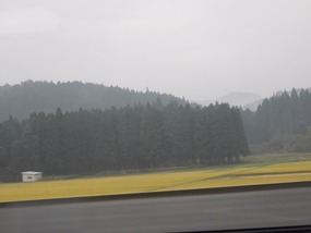 Treeline