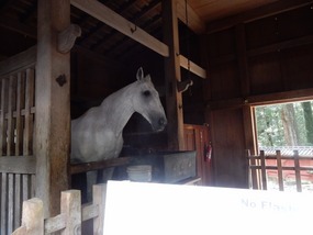 Sacred Horse