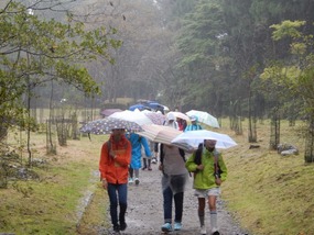 Umbrellas Out