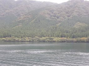 Trees