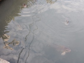Fish Moat