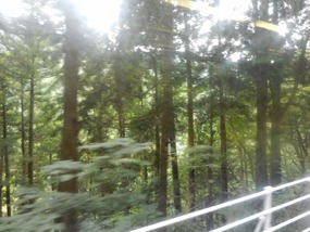 Trees