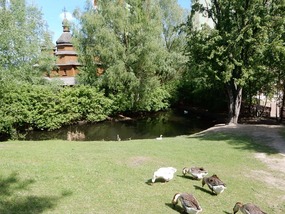 Geese