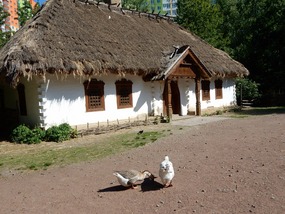 Geese
