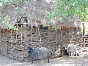 Sheep