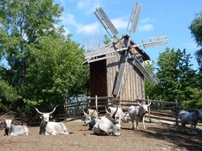 Windmill