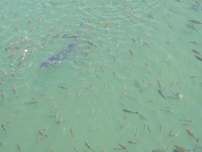 Giant Carp