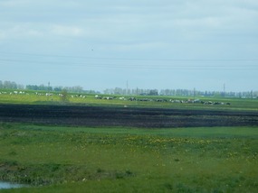 Sheep