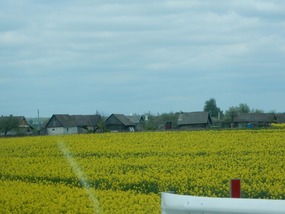 Wood Houses