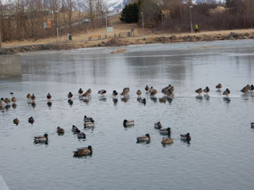 Duck Reflections