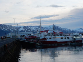 Whale Tours