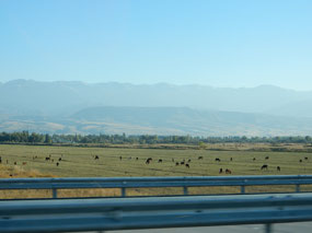 Cattle