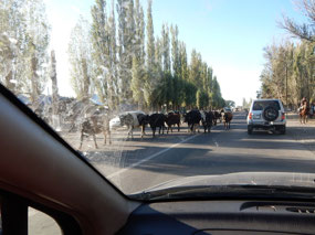 Cattle Rush Hour