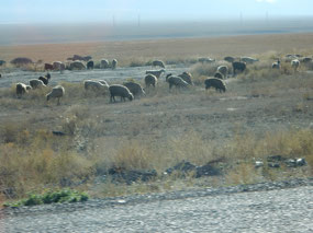 Cattle