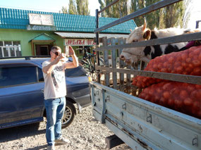 Cow eating Potato sack