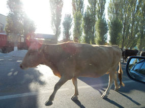 Cow