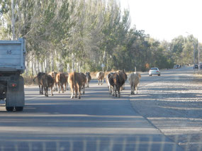 Cows