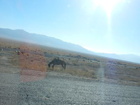 Horse