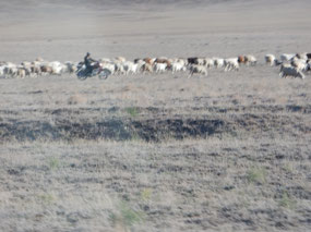 Motorcycle Herder