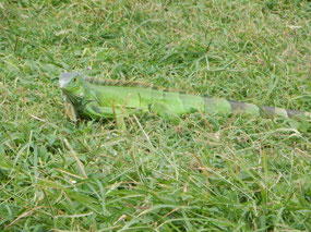 Lizard