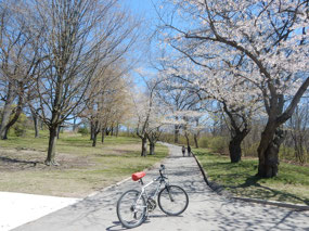 Cherry Blossom