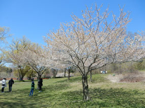Cherry Blossom