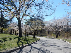 Cherry Blossom