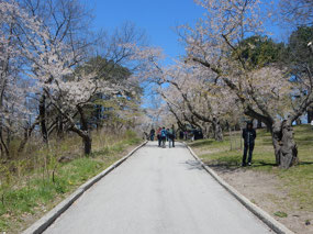 Cherry Blossom