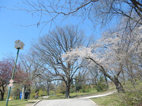 Cherry Blossom