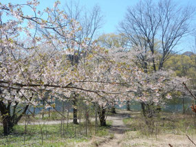 Trees