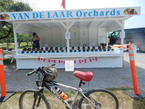 Fruit Vendor